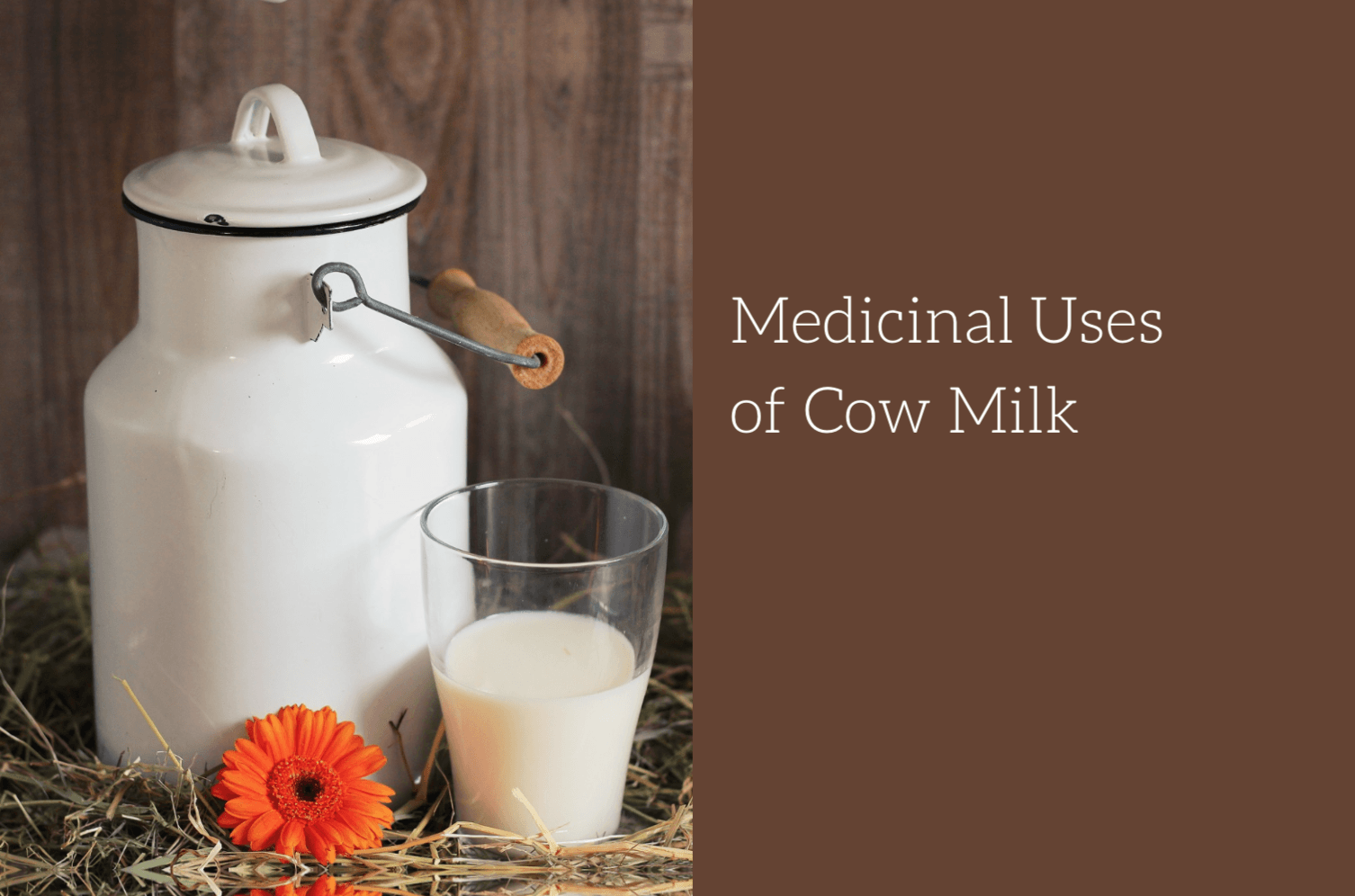 Did You Know these Medicinal Uses of Cow Milk? Ayurvedum