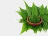 Benefits of Neem Leaves