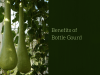 bottle gourd