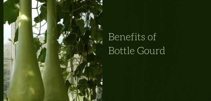 bottle gourd