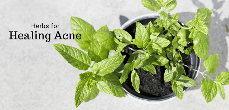 Ayurvedic herbs for acne