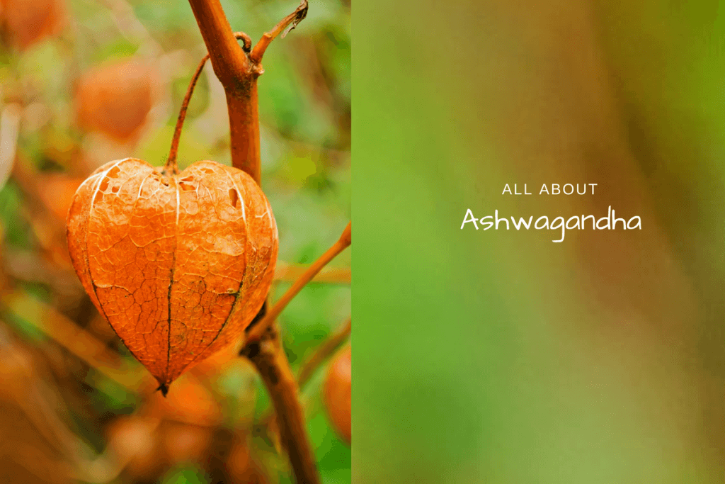 ashwagandha benefits and side effects
