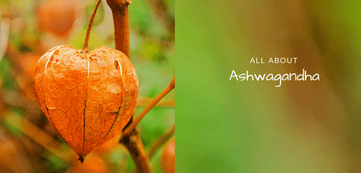 ashwagandha benefits and side effects