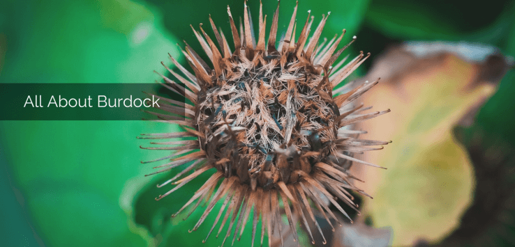 burdock root