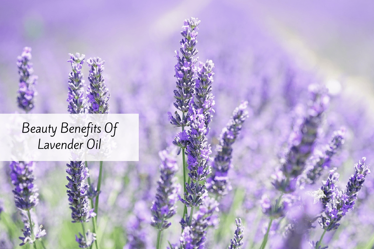 5 Impressive Lavender Oil Benefits For Your Skin And Hair