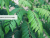 curry leaves benefits