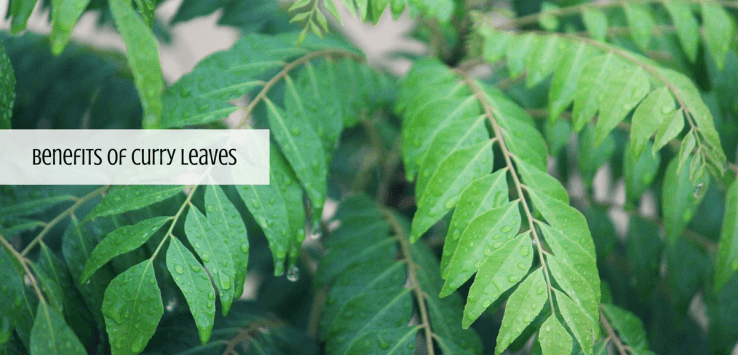 curry leaves benefits