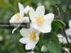 jasmine oil