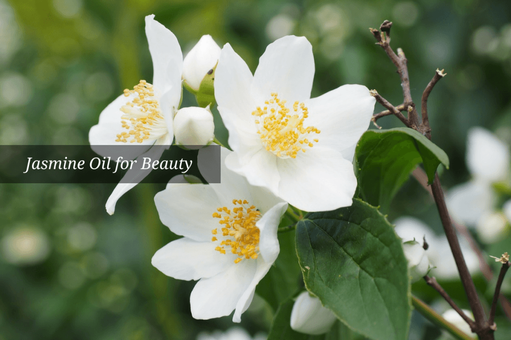 jasmineoil Ayurvedum