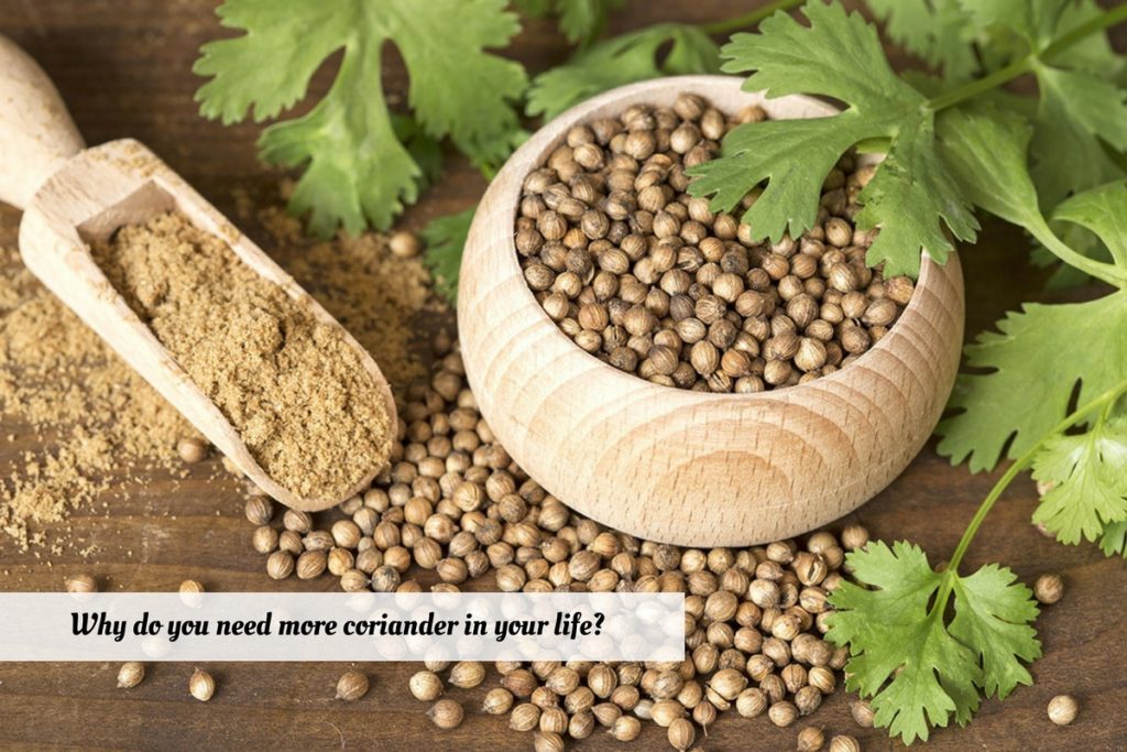 Coriander Benefits And Uses_Ayurvedum Ayurvedum
