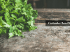 coriander benefits