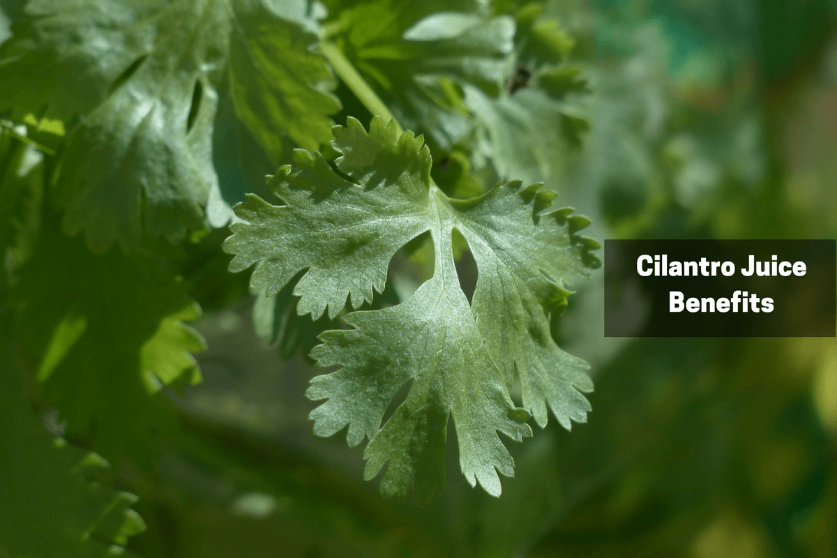 6 Reasons To Drink A Glass Of Cilantro Juice Daily Everyday