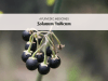 solanum indicum