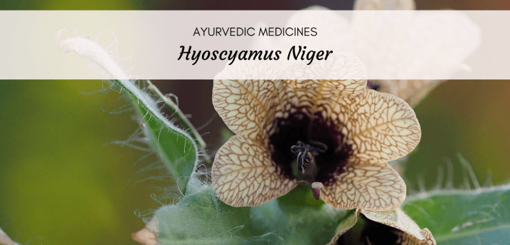 Hyoscyamus Niger