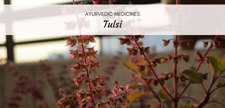 tulsi benefits and side effects