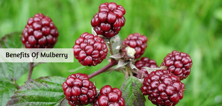 mulberry benefits