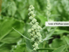 chenopodium