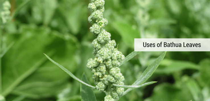 chenopodium