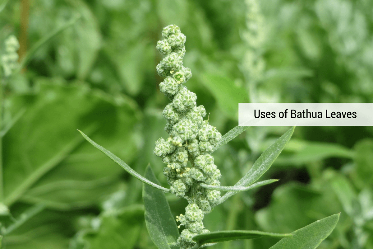 Health Benefits Of Chenopodium Leaves Bathua A Green Blessing health-benefits-of-chenopodium-leaves-bathua-a-green-blessing