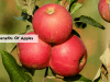 benefits of eating apples