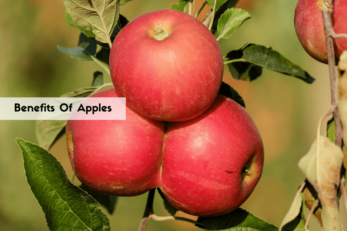 Benefits of Eating Apples A Heart And GutFriendly Fruit
