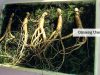 ginseng uses