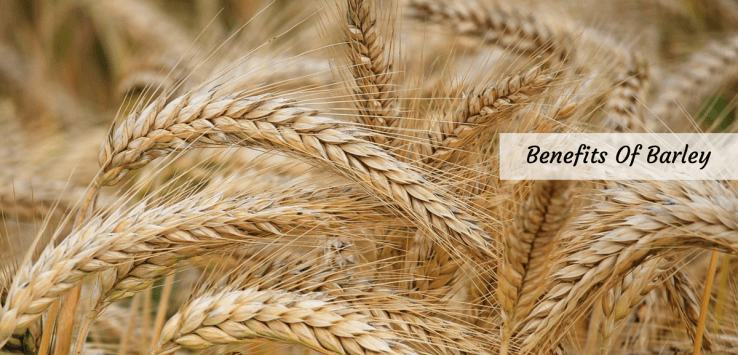 6 Brilliant Barley Benefits You Ought To Know About!