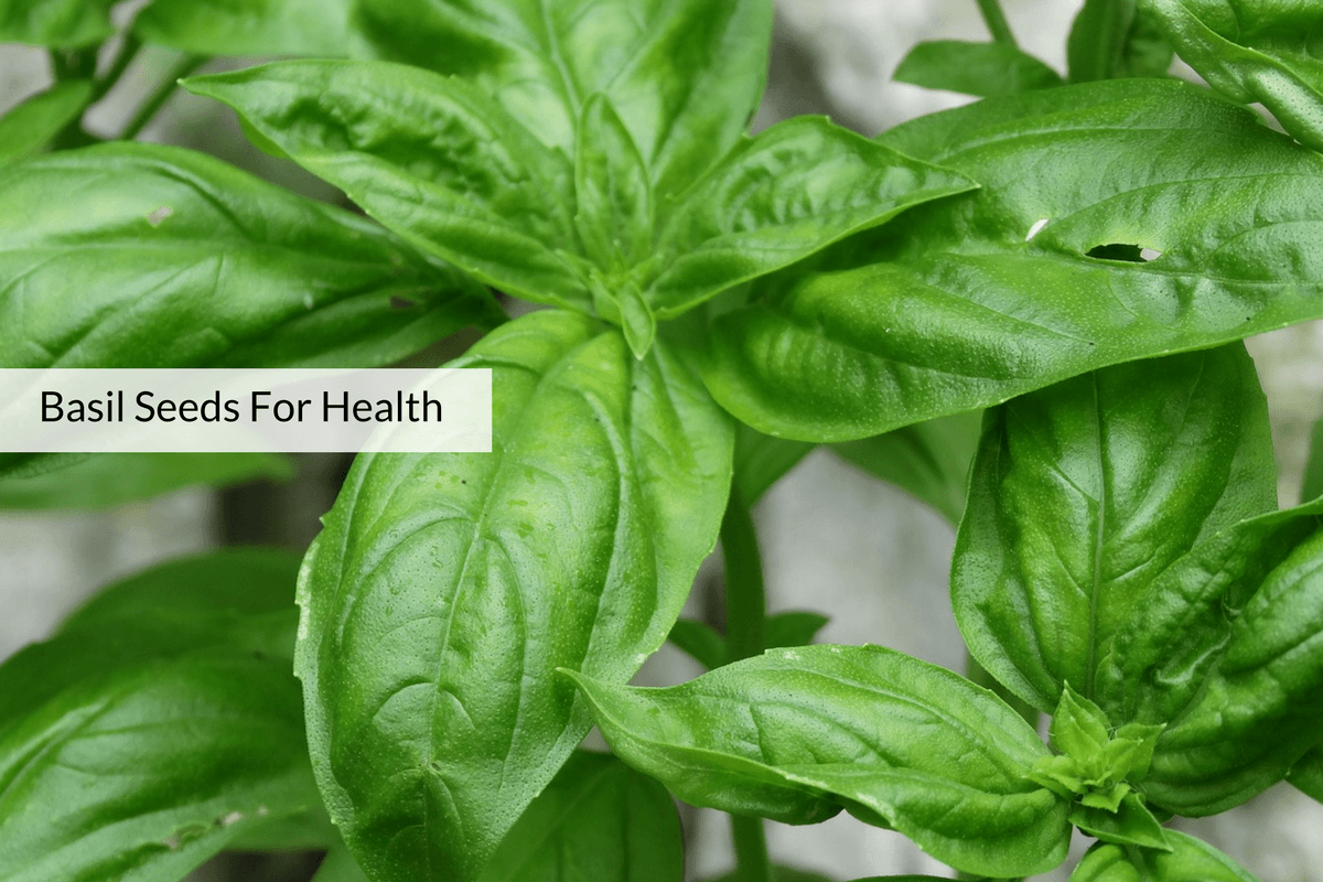 6 Reasons To Add Sabja A k a Basil Seeds To Your Daily Diet 6 Reasons To Add Sabja A k a Basil Seeds To Your Daily Diet