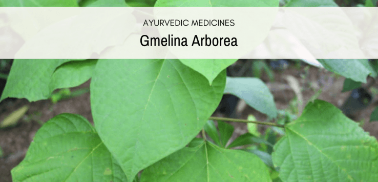 The Gmelina Plant – Uses And Dosage Of This Medicine