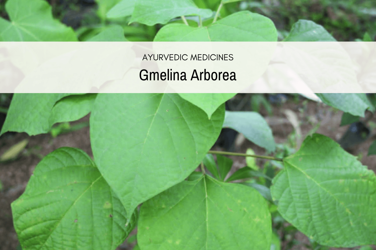 The Gmelina Plant Uses And Dosage Of This Medicine
