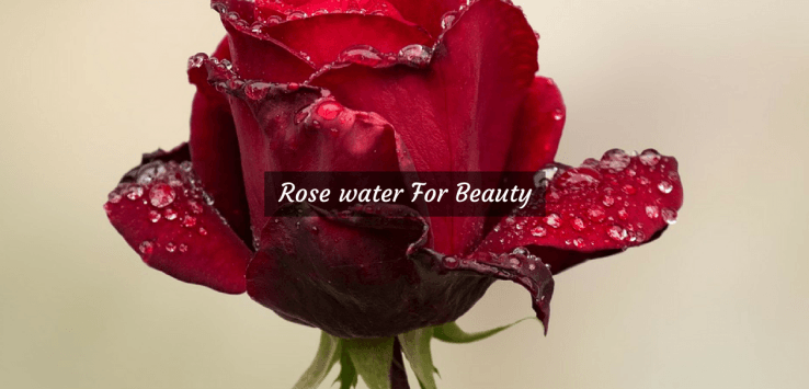 rose water benefits