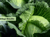 benefits of cabbage