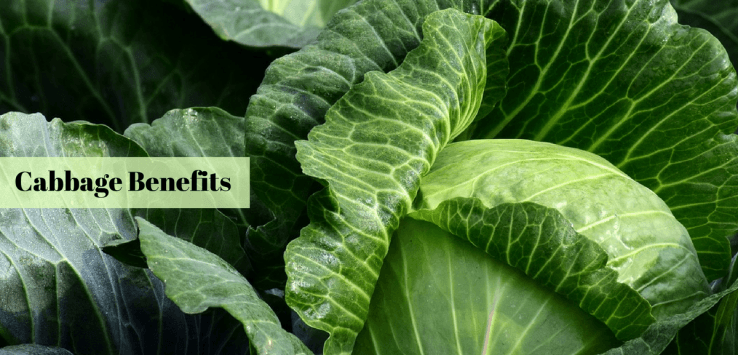 benefits of cabbage