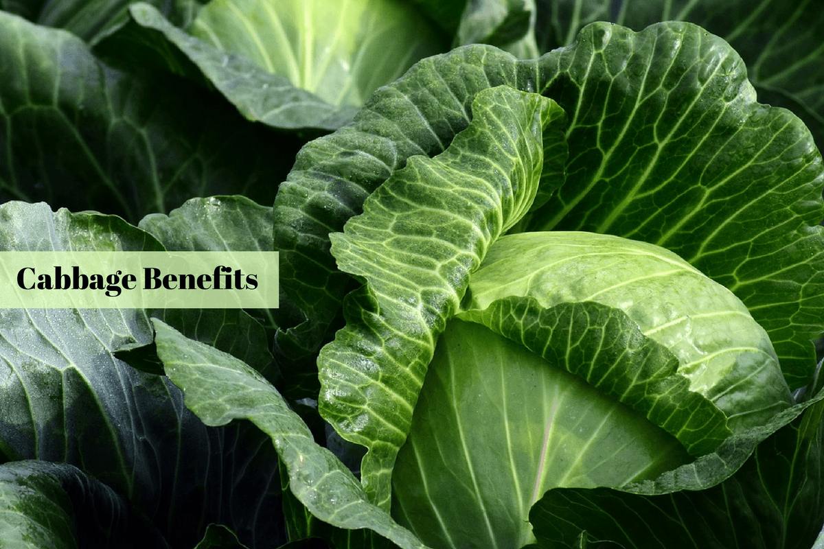Why Add Cabbage To Your Diet From Weight Loss To Heart Health