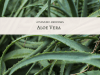 aloe vera