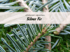 silver-fir