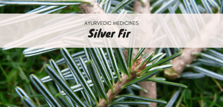 silver-fir