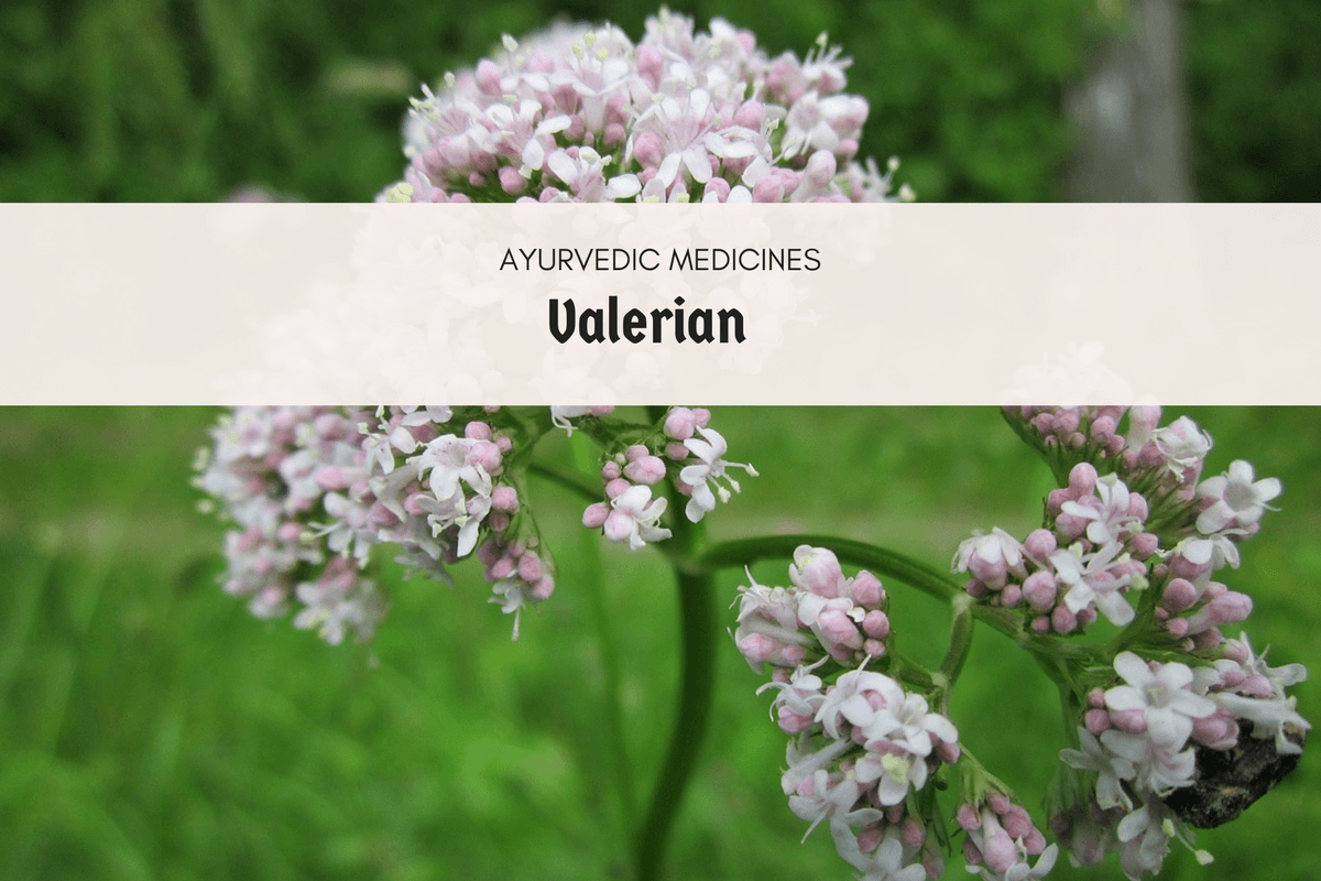 The All Powerful Valerian Uses, Dosage And Side Effects