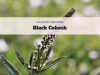 black cohosh uses