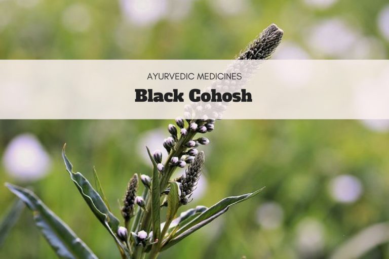 blackcohoshuses Ayurvedum