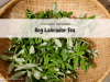 bog labrador tea