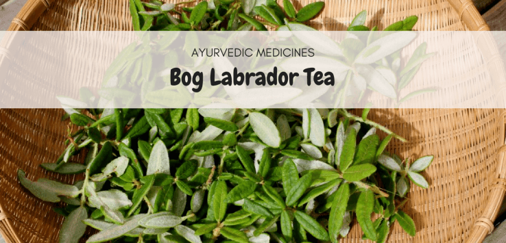 bog labrador tea