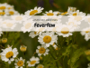 feverfew