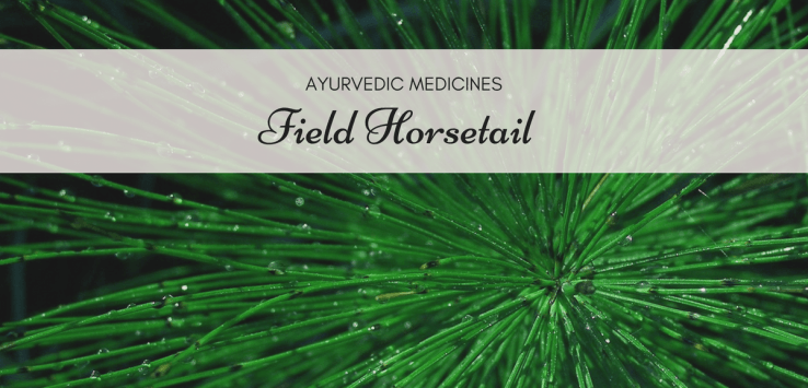 field horsetail