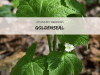 goldenseal