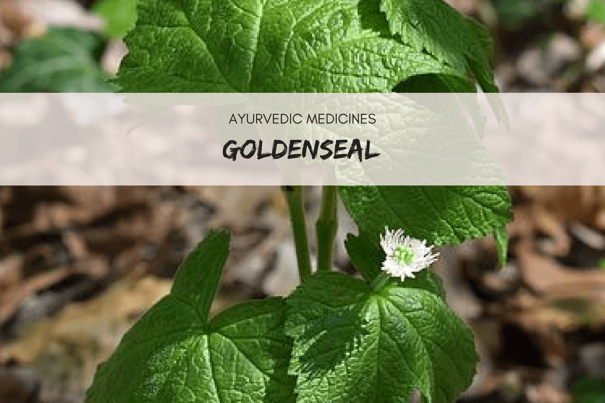 Goldenseal Uses, Dosage And Side Effects Ayurvedum