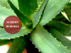 home remedies for sunburn