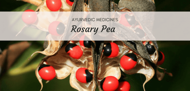 rosary pea