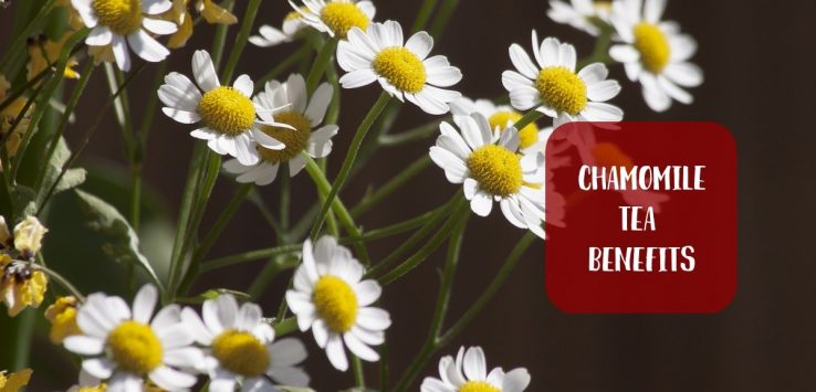 Chamomile Tea Benefits