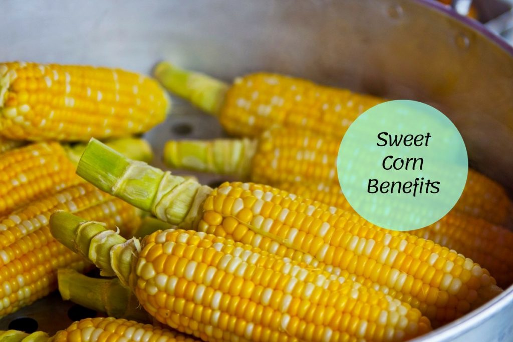 SweetCornBenefits Ayurvedum